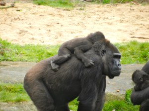 Big mama carries her baby