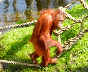 One of the most entertaining beasts around...the orangutan