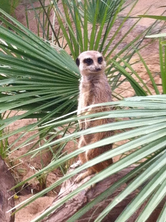 "Mom! Can we have one?"