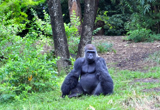 One of the benefits of doing the safari right away in the morning is the chance to see animals up close and personal