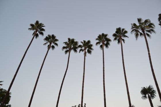 The iconic palms of Azusa Pacific