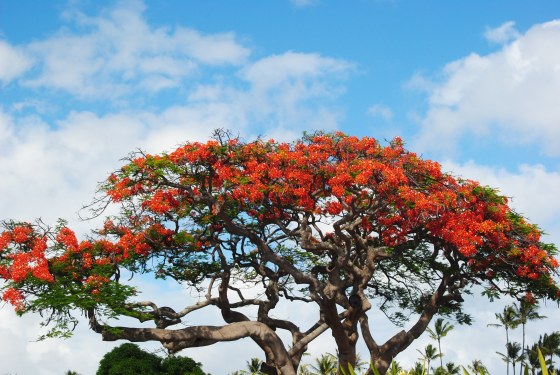 hawaii-tree-in-bloom