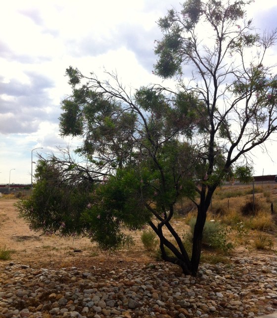 Flourishing in New Mexico